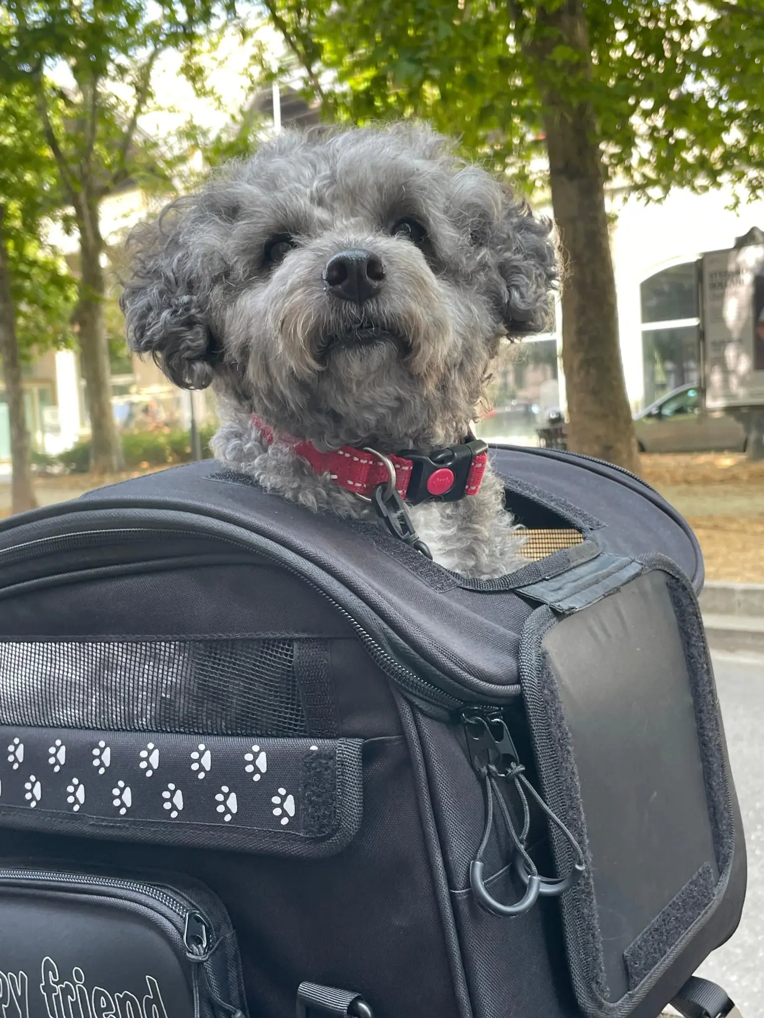 Bolsa portamascotas Pet Bag (30 litros)